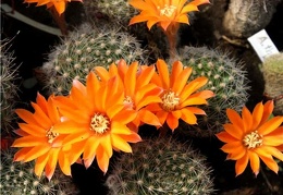 Rebutia flavistyla Der FG