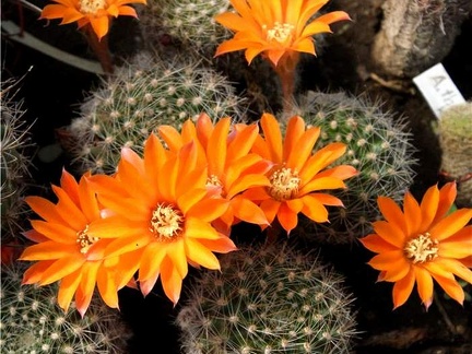 Rebutia flavistyla Der FG