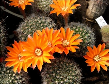 Rebutia flavistyla Der FG