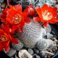 Rebutia heliosa v  solisiodes