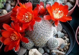 Rebutia heliosa v  solisiodes