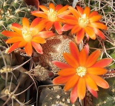 Rebutia heliosa v condorensis Gvorn FG