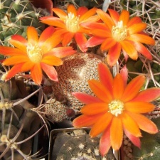 Rebutia heliosa v condorensis Gvorn FG