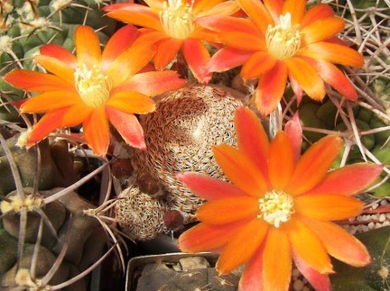 Rebutia heliosa v condorensis Gvorn FG