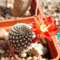 Rebutia krainziana