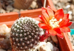 Rebutia krainziana