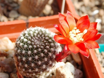 Rebutia krainziana