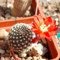 Rebutia krainziana