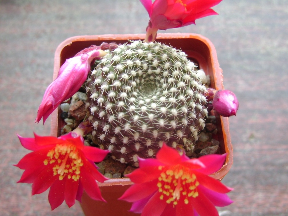 Rebutia krainziana 001