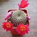 Rebutia krainziana 001