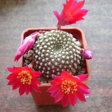 Rebutia krainziana 001