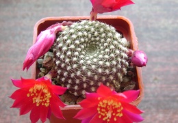 Rebutia krainziana 001