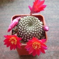 Rebutia_krainziana_001.JPG