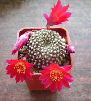 Rebutia krainziana 001