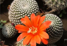 Rebutia krainziana Der FG