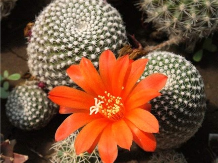 Rebutia krainziana Der FG