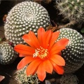 Rebutia krainziana Der FG