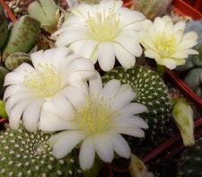Rebutia krainziana f albiflora