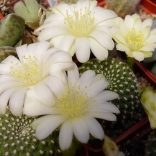 Rebutia krainziana f albiflora