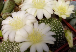 Rebutia krainziana f albiflora