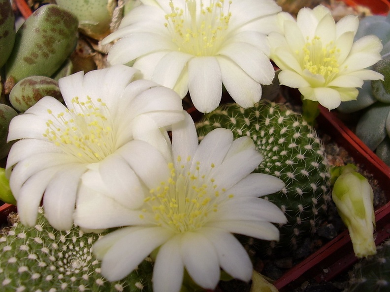 Rebutia krainziana f albiflora