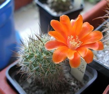 Rebutia laui