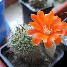 Rebutia laui
