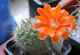 Rebutia laui