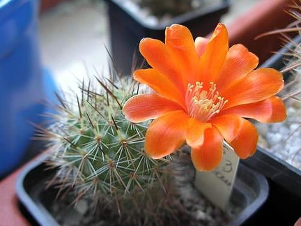 Rebutia laui