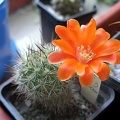 Rebutia_laui_Ann.jpg