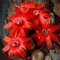 Rebutia mediolobivia  haefneriana WR208a Artemiy winner april2012