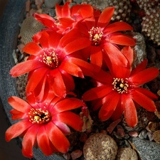 Rebutia mediolobivia  haefneriana WR208a Artemiy winner april2012