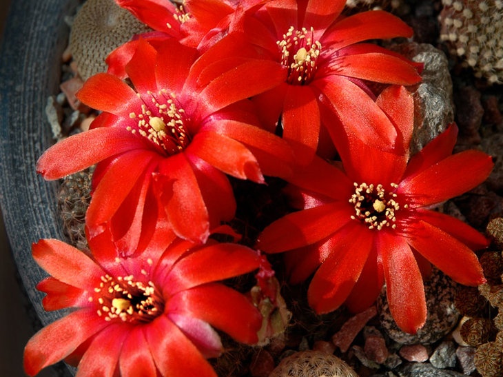Rebutia mediolobivia  haefneriana WR208a Artemiy winner april2012