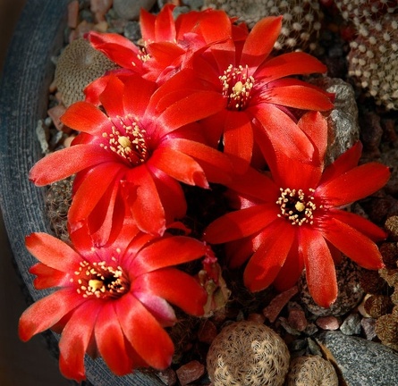 Rebutia mediolobivia  haefneriana WR208a Artemiy winner april2012