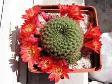 Rebutia minuscula