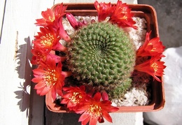 Rebutia minuscula