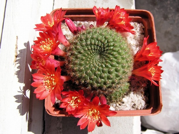 Rebutia minuscula