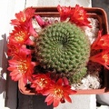 Rebutia minuscula