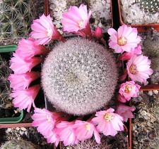 Rebutia narvaecensis