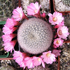 Rebutia narvaecensis