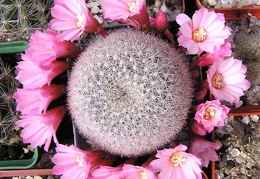 Rebutia narvaecensis