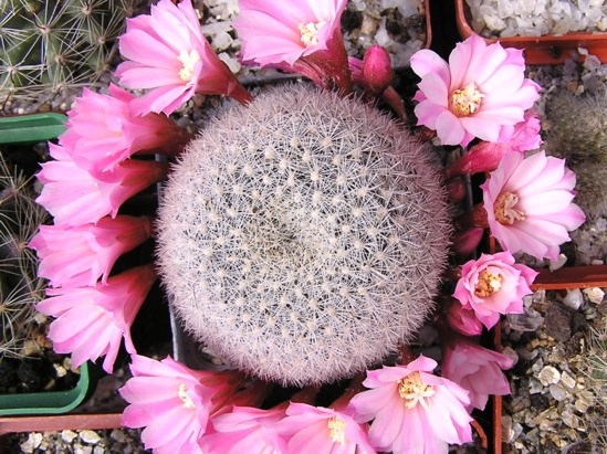 Rebutia narvaecensis