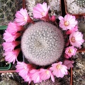 Rebutia narvaecensis (2879 відвідувань) Rebutia narvaecensis