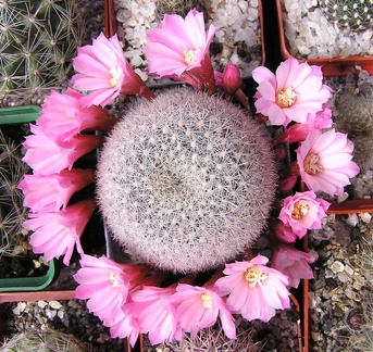 Rebutia narvaecensis
