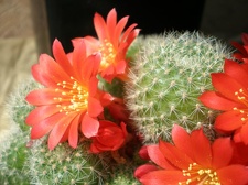 Rebutia senilis Aquator