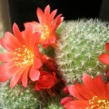 Rebutia senilis Aquator