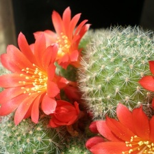 Rebutia senilis Aquator