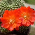 Rebutia senilis