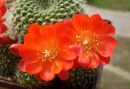 Rebutia senilis