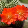 Rebutia_senilis_Goncharyuk_FG.jpg